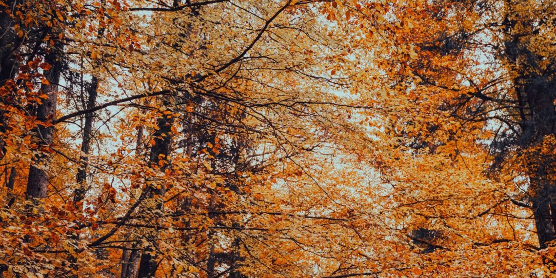 Otoño más cálido en la Provincia: prevén temperaturas por encima del promedio y lluvias normales