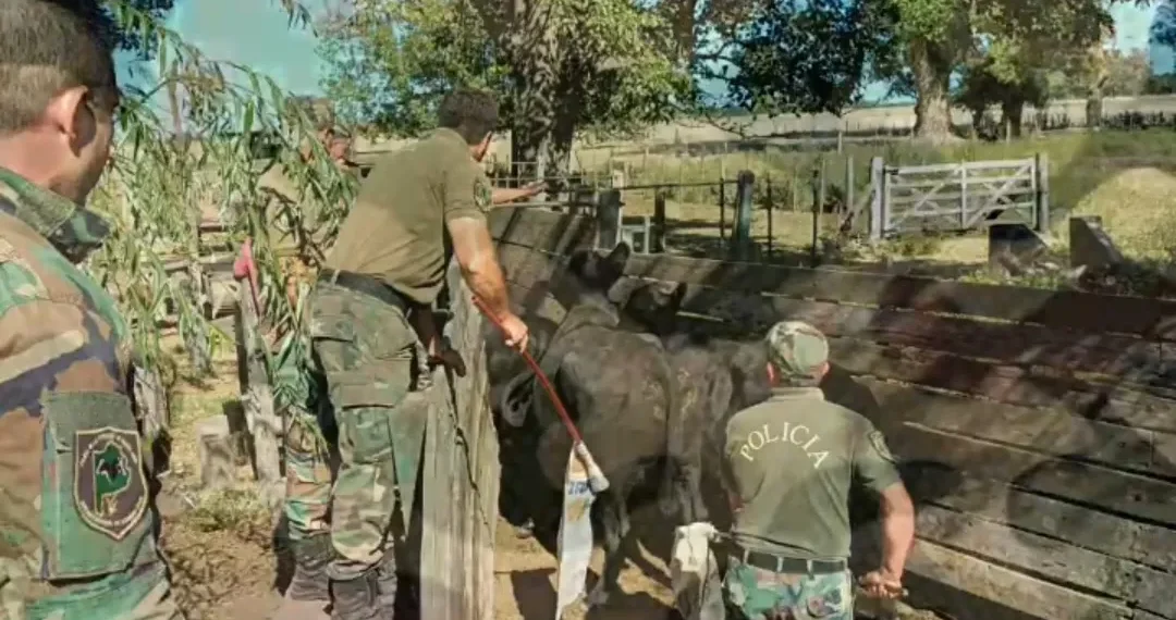 Se robaron 58 animales en Las Flores y los detienen en un campo en Mercedes