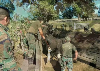 Se robaron 58 animales en Las Flores y los detienen en un campo en Mercedes