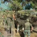 Se robaron 58 animales en Las Flores y los detienen en un campo en Mercedes